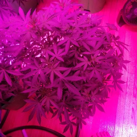Bitchen Camaro  growlog timeline photo