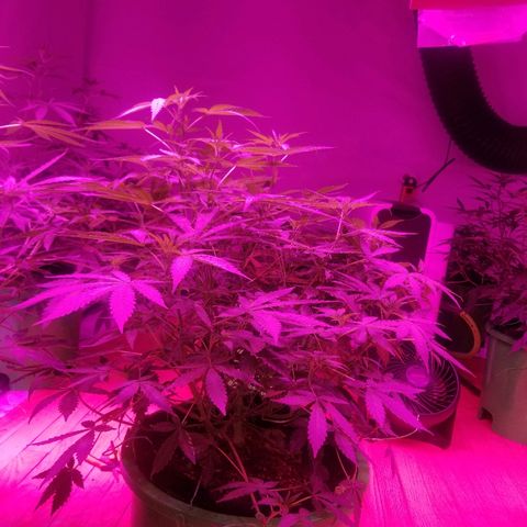 Bitchen Camaro  growlog timeline photo