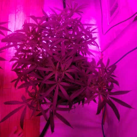 Bubblegum breath  #2 growlog timeline photo