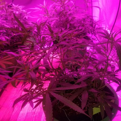 Bubblegum breath  #2 growlog timeline photo