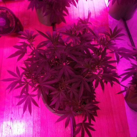 Bubblegum breath  #1 growlog timeline photo