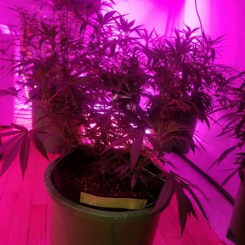 Bubblegum breath  #1 growlog timeline photo