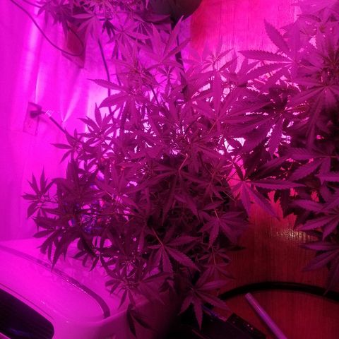 White widow  #1 growlog timeline photo