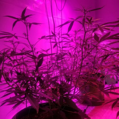 White widow  #1 growlog timeline photo