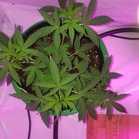 Bam Bam #1 growlog timeline photo