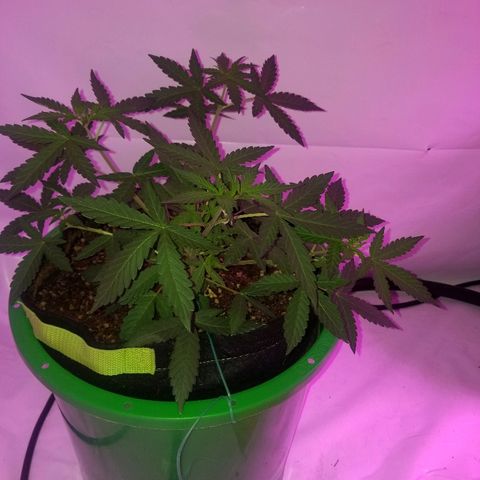 Bam Bam #1 growlog timeline photo