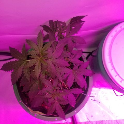 Bam Bam #2 growlog timeline photo