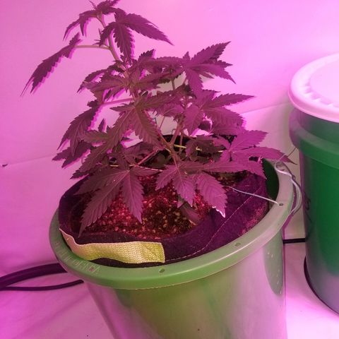 Bam Bam #2 growlog timeline photo