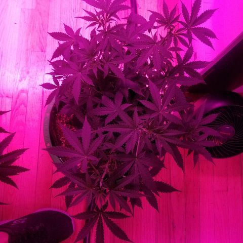 Bam Bam #3 growlog timeline photo