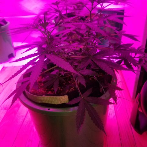 Bam Bam #3 growlog timeline photo