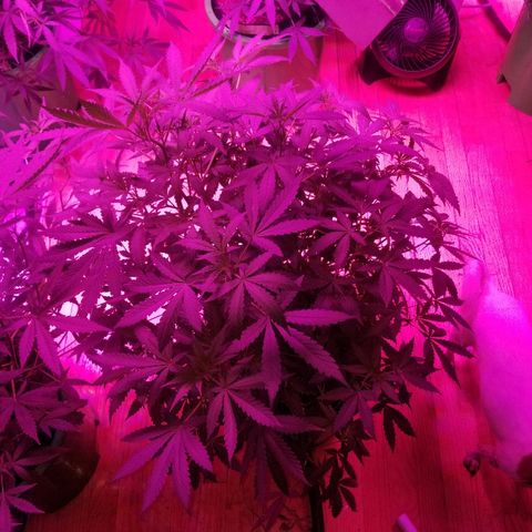 Bitchen Camaro  growlog timeline photo