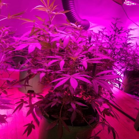 Bitchen Camaro  growlog timeline photo