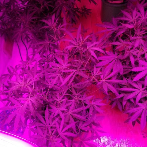 White widow  #1 growlog timeline photo