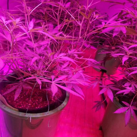 White widow  #1 growlog timeline photo