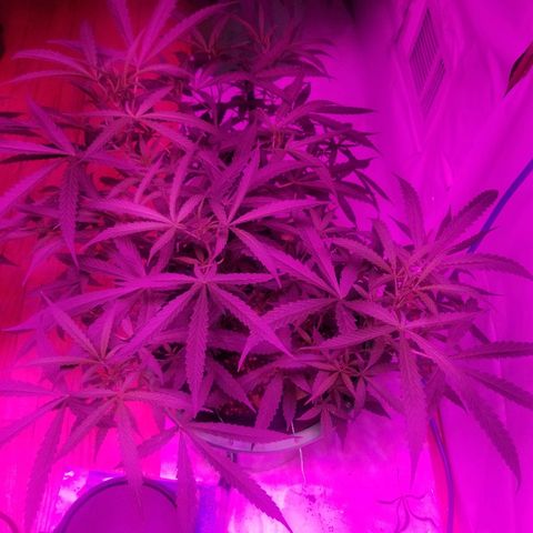 Bubblegum breath  #2 growlog timeline photo