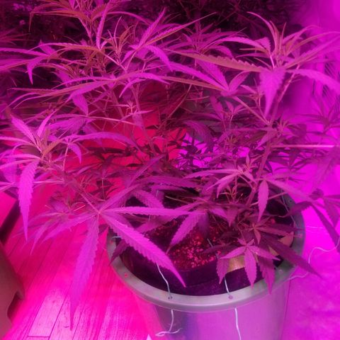 Bubblegum breath  #2 growlog timeline photo
