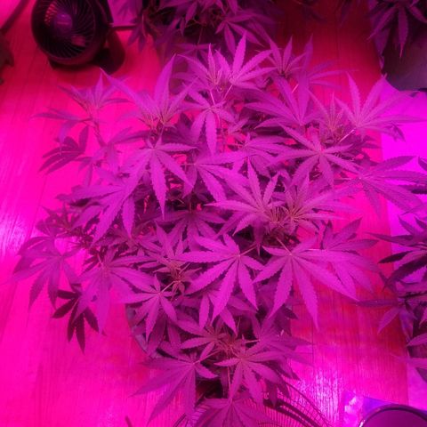Bubblegum breath  #1 growlog timeline photo