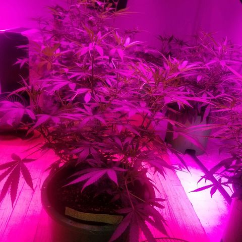 Bubblegum breath  #1 growlog timeline photo