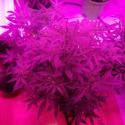 Kracken #1 growlog timeline photo