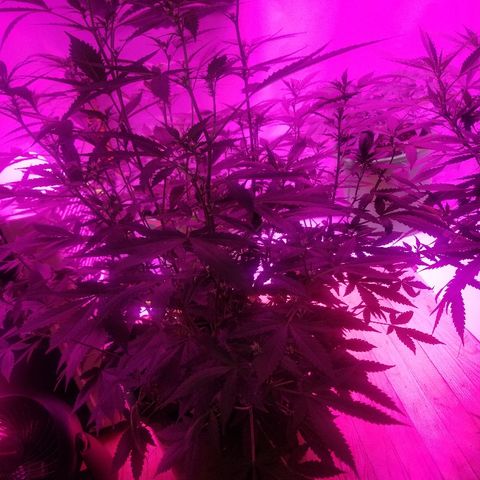 Kracken #1 growlog timeline photo