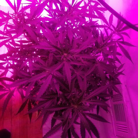 Kracken #2 growlog timeline photo