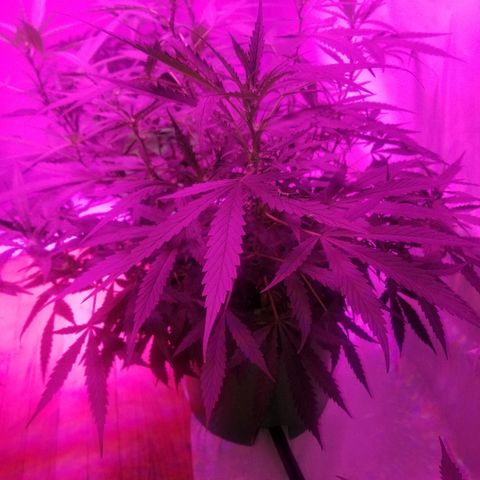 Kracken #2 growlog timeline photo