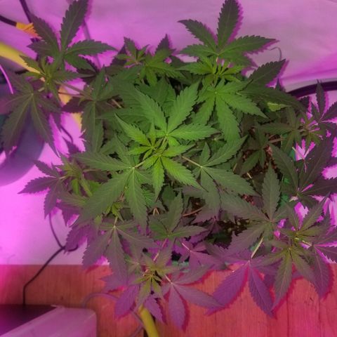 G14 #1 growlog timeline photo