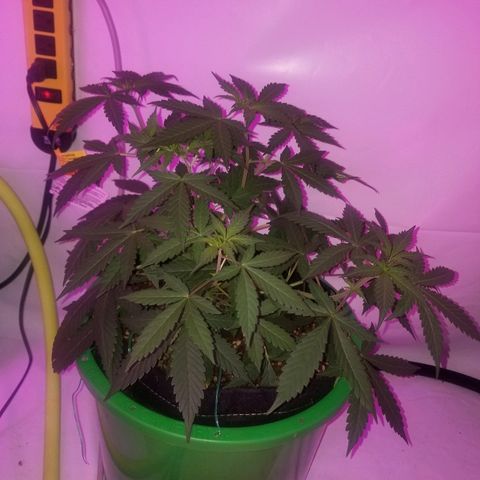 G14 #1 growlog timeline photo
