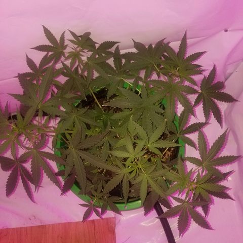 Do Si Dos Auto growlog timeline photo