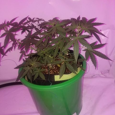Do Si Dos Auto growlog timeline photo