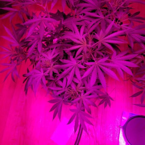 Bubblegum breath  #1 growlog timeline photo