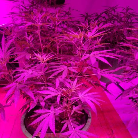 Bubblegum breath  #1 growlog timeline photo