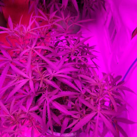 Bubblegum breath  #2 growlog timeline photo