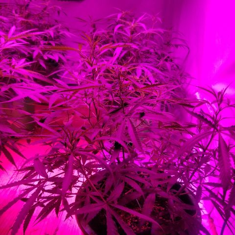 Bubblegum breath  #2 growlog timeline photo