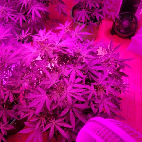 Bitchen Camaro  growlog timeline photo