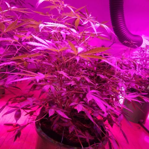 Bitchen Camaro  growlog timeline photo