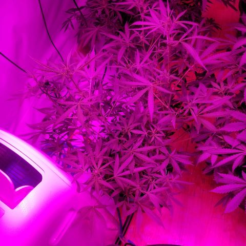 White widow  #1 growlog timeline photo