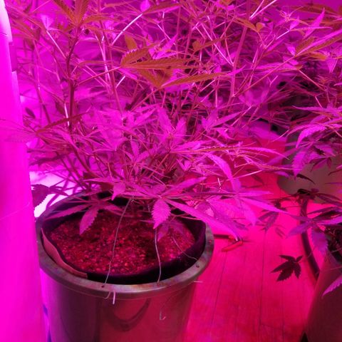 White widow  #1 growlog timeline photo
