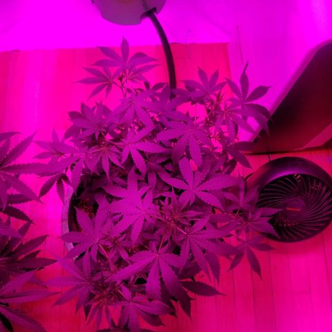 Bam Bam #3 growlog timeline photo