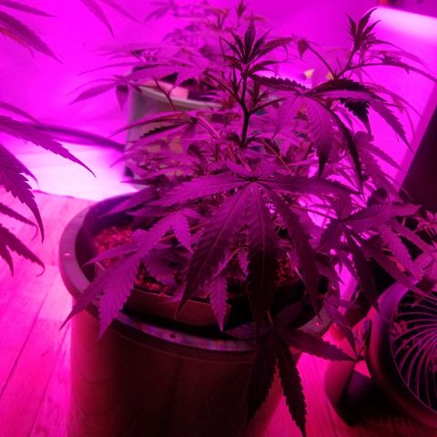 Bam Bam #3 growlog timeline photo