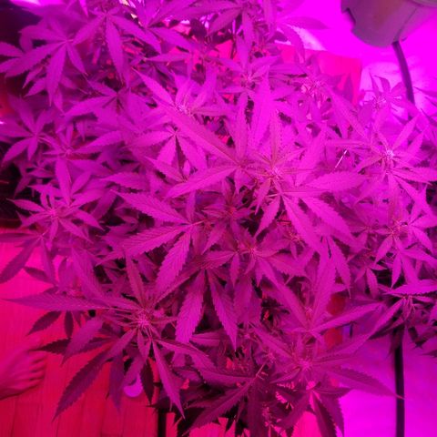 Kracken #1 growlog timeline photo