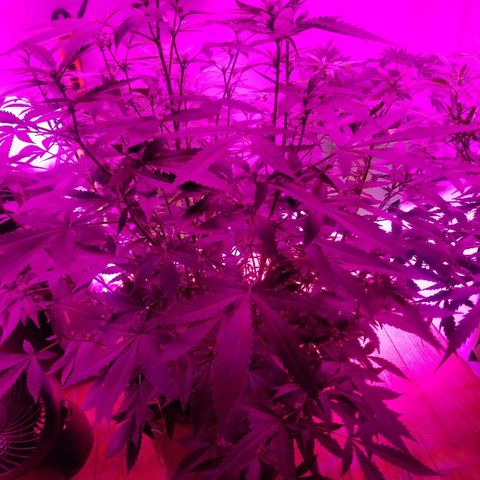 Kracken #1 growlog timeline photo