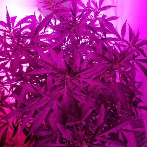 Kracken #2 growlog timeline photo
