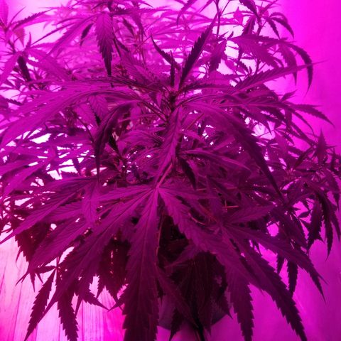 Kracken #2 growlog timeline photo