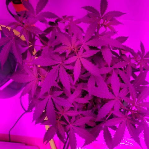 G14 #1 growlog timeline photo
