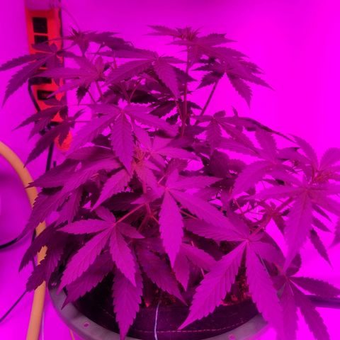 G14 #1 growlog timeline photo