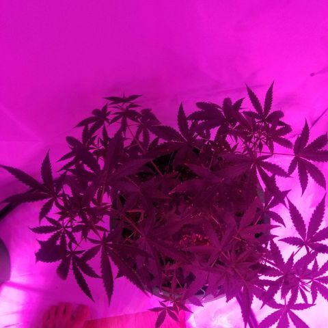 Do Si Dos Auto growlog timeline photo