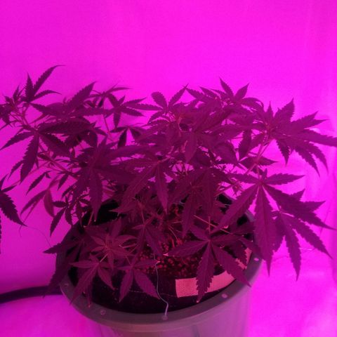 Do Si Dos Auto growlog timeline photo