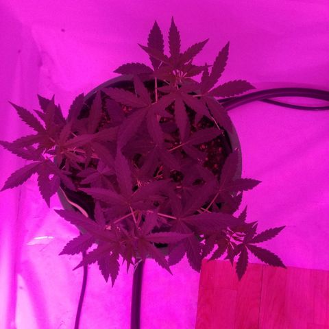 Bam Bam #1 growlog timeline photo