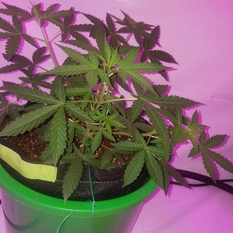 Bam Bam #1 growlog timeline photo